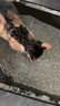 沃趣 猫砂膨润土20斤除臭低尘结团青柠大包装小颗粒 实拍图