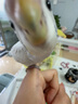 朗缤 鹦鹉活体鸟活物虎皮鹦鹉宠物活鸟玄凤鹦鹉手养鸟会说话幼鸟幼崽 白色虎皮1只 实拍图