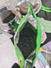 翼品茗芳【2025绿茶一斤500g】正宗明前高山云雾绿茶叶新茶春茶毛尖茶送礼 250g 【发新茶】 实拍图