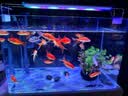 鱼缸灯架水草灯架LED草缸灯水族箱鱼缸照明灯架LED水草灯 四排三档变色灯架 L-300（适合30-40cm鱼缸 实拍图