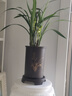 劉閣蘭花四季素心大凤素夏带花苞出售有香味的花苗室内阳台绿植物花卉盆栽 5-8苗带黑色清风款仿紫砂盆 实拍图