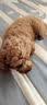 甜苗苗宠物剃毛器狗狗推子猫咪电推剪刮毛器美容剃脚毛磨甲修剪器理发器 宠物剃毛器【绿色三合一】大刀头+脚毛刀头+磨甲头 充插两用【配六件套】 实拍图