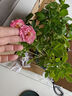 京云梦欧月海神王花卉盆栽蔷薇月季阳台四季海神王加仑盆源头直发 实拍图