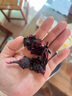 陈一凡 洛神花 精选云南玫瑰茄 玫瑰花茶 搭菊花泡水喝的花草茶袋装250g 实拍图