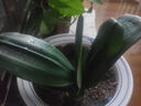 特价大盆君子兰盆栽名贵国宝级花卉苗绿植物圆头和尚室内四季好养 01：【主推款】君子兰7-9片叶子+带土 送肥料【不含盆】 实拍图
