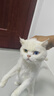 派得猫砂  原味豆腐猫砂活性炭混合猫砂多规格易可冲厕所 活性炭豆腐混合猫砂2kg*12袋 实拍图