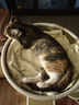 ZEZE竹里藤编凉感猫爬架夏季降温家用猫窝猫树一体猫抓柱猫爬架子 实拍图