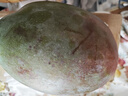 【双十一热卖】玉芒水果芒果新鲜上市 带箱4斤【单果200-300g】 实拍图