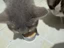 维倍思VET'SBEST绿十字猫罐头排毛化毛猫咪零食成猫补水鸡肉主食罐头85g 实拍图