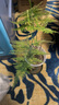 开时果 文竹盆栽桌面摆件盆景 办公室植物竹子水培绿植盆景源头直发包邮 精品文竹+原生盆 实拍图