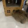 梵都宠舍猫抓板瓦楞纸双层设计猫玩具猫房子猫窝 实拍图