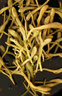 福东海 金银花茶80g 夏季高温干花草茶菊花罗汉果牛蒡根海高温婴儿洗澡 实拍图