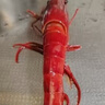 ADKING 仰卧起坐健身器材辅助仰卧板健腹器家用多功能运动腹肌板 减震致尊型-黑色 实拍图