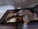 贝尼宠狗窝猫窝宠物窝秋冬加厚保暖网红款耐脏地垫猫咪窝狗床狗垫子睡垫 凉席撞色猫狗窝S 45x33适6斤 实拍图