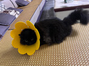 欢宠网伊丽莎白圈猫狗宠物猫咪狗狗绝育项圈软头套脖套防舔防咬脖圈耻辱 实拍图