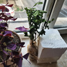 重瓣茉莉花盆栽浓香型南方四季开花带盆驱蚊绿植花卉室内阳台庭院 茉莉4~5棵带花苞发货【送郁金香高档陶瓷盆】 实拍图
