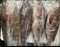 新鲜石斑鱼深海野生海鱼石斑鱼冷冻特大老虎斑红口斑珍珠斑顺丰 野生大石斑鱼4条/每条351g-501g 实拍图