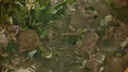 美的（Midea）小飞侠沸腾浓香双模式电压力锅0氟0涂层双胆高压锅6L智能预约家用煲汤6-8人煮饭煲E6825N轻音泄压 实拍图