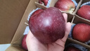 遇见悯农正宗天水花牛苹果甘肃面苹果应季新鲜水果蛇粉面果刮泥生鲜整箱包 甘肃花牛苹果（含箱3斤尝鲜装） （小果很小不推荐）60-70mm 晒单实拍图