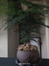 开时果 文竹盆栽桌面摆件盆景 办公室植物竹子水培绿植盆景源头直发包邮 舍得紫砂盆+苔藓+底托 实拍图