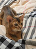 憨憨乐园猫玩具逗猫棒猫咪棒长杆羽毛钓幼猫玩具鱼竿铃铛耐玩逗猫神器用品 实拍图