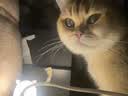 普安特宠物狗狗猫咪耳朵清洁洗耳液耳螨耳道护理耳臭耳痒耳炎感染滴耳液 尔加分 120ml*1瓶 +邦芙宁耳膏（耳螨外耳炎） 实拍图