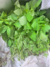 荆芥菜新鲜河南大叶荆芥叶菜调味凉拌菜茎芥鲜嫩现挖现发带根 新鲜现挖荆芥【4斤】顺丰快递 实拍图