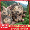 云南新鲜天麻 昭通小草坝现挖鲜天麻 非野生特级药材天麻新鲜礼盒 5斤净果【新鲜天麻】 中果【每斤6-8个】 实拍图