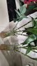呈爱透明玻璃花瓶简约加高贵竹百合水培绿萝植物富花瓶客厅插花摆件 加高30cm六角（竹叶图案） 高30厘米 实拍图