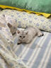 涴喵 苏氏纯种英短幼猫短毛猫大脸猫宠物猫咪活体辅助喂养 宠物级 【银渐层】 实拍图
