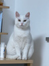 Orijen渴望猫粮 成猫幼猫粮 六种鱼肉无谷全价通用进口5.4kg效期26/7 实拍图
