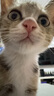 pidan猫砂抓板套组 经典豆腐混合猫砂2.4kg*4包+圆形抓板 实拍图