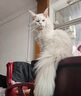 普安特宠物驱虫药猫咪驱虫体内外驱跳蚤犬虱非泼罗尼爱滴克+内驱 实拍图