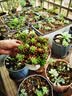 【新人专享】虹之玉多肉植物彩色系列红色精品多肉办公室室内 彩色钱串串8~10头 带塑料盆 实拍图