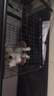 腆宠狗笼猫笼 狗笼子中小型犬带厕所幼犬狗窝猫笼子大号家用围栏兔笼 实拍图