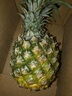 广东湛江徐闻菠萝 香水菠萝 热带水果 2个 净重2.6-2.8斤 单果1.3斤起 实拍图