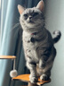 冠能猫粮成猫猫粮鸡肉味3.5kg 全价猫粮 稳固免疫 适口性强 实拍图