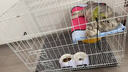 憨憨宠猫笼折叠猫笼子大号猫别墅加粗加密双层猫舍猫窝宠物猫咪用品家用 白色 850双层 实拍图