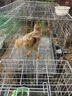 憨憨宠 鸡笼子 家用芦丁鸡养殖笼带粪盘特大号可折叠加密鸡舍鸭笼子 86*61*71cm配顶部雨罩+喂食槽+托盘+脚垫（家禽8只） 实拍图