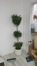 叹为观止大型独杆发财树庆典乔迁盆景绿植办公室盆栽客厅大型植物 摇钱树1.6-1.8米 含盆 实拍图