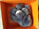 澳美舒萌萌兔挂件毛绒兔子汽车钥匙扣皮草獭兔水貂毛玩具新年情人节礼物 浅灰【小】 实拍图