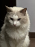 Orijen渴望猫粮 成猫幼猫干粮 全价通用无谷原味鸡肉进口5.4kg效期25/12 实拍图