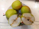 锁季新疆库尔勒香梨现摘新鲜水果脆甜香妃全母梨孕妇水果春节礼盒送礼 净重8斤精选小果 单果80-100g 实拍图
