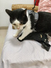 宠物猫咪牵引绳可爱背心式胸背带外出防挣脱可调节溜猫绳狗狗胸背 灰色 L码【建议10-15斤】 实拍图