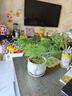德沃多肥料 文竹专用植物营养液500mL花卉绿植水培花肥料富贵竹观音竹叶面肥 实拍图