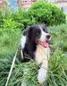 狗狗白内障滴眼液宠物猫咪专用眼药水老年犬抑初期角膜炎狗眼药水 1瓶【猫狗白内障】兽医推荐 实拍图