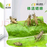 品云美宠白蟋蟀活体爬宠蜥蜴守宫鬃狮蜘蛛活食饲料(不拍加热包不包活） 白蟋蟀0.3-0.7cm 100只 实拍图
