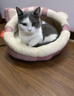 御宠坊猫窝四季通用冬季保暖狗窝封闭式猫屋睡觉垫小型犬宠物床猫咪用品 粉色猫咪A M号送软垫【15斤内猫咪 】 实拍图