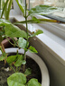 重瓣茉莉花盆栽浓香型南方四季开花带盆驱蚊绿植花卉室内阳台庭院 茉莉5~6棵带花苞发货【不含盆】 实拍图