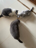 网易严选猫罐头猫湿粮宠物零食浓汤大口肉罐头 鸡肉 85g*6罐 实拍图